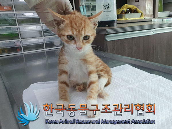 한국동물구조관리협회_441409202301698